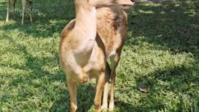 Животные в Тайланде. Thailand animal