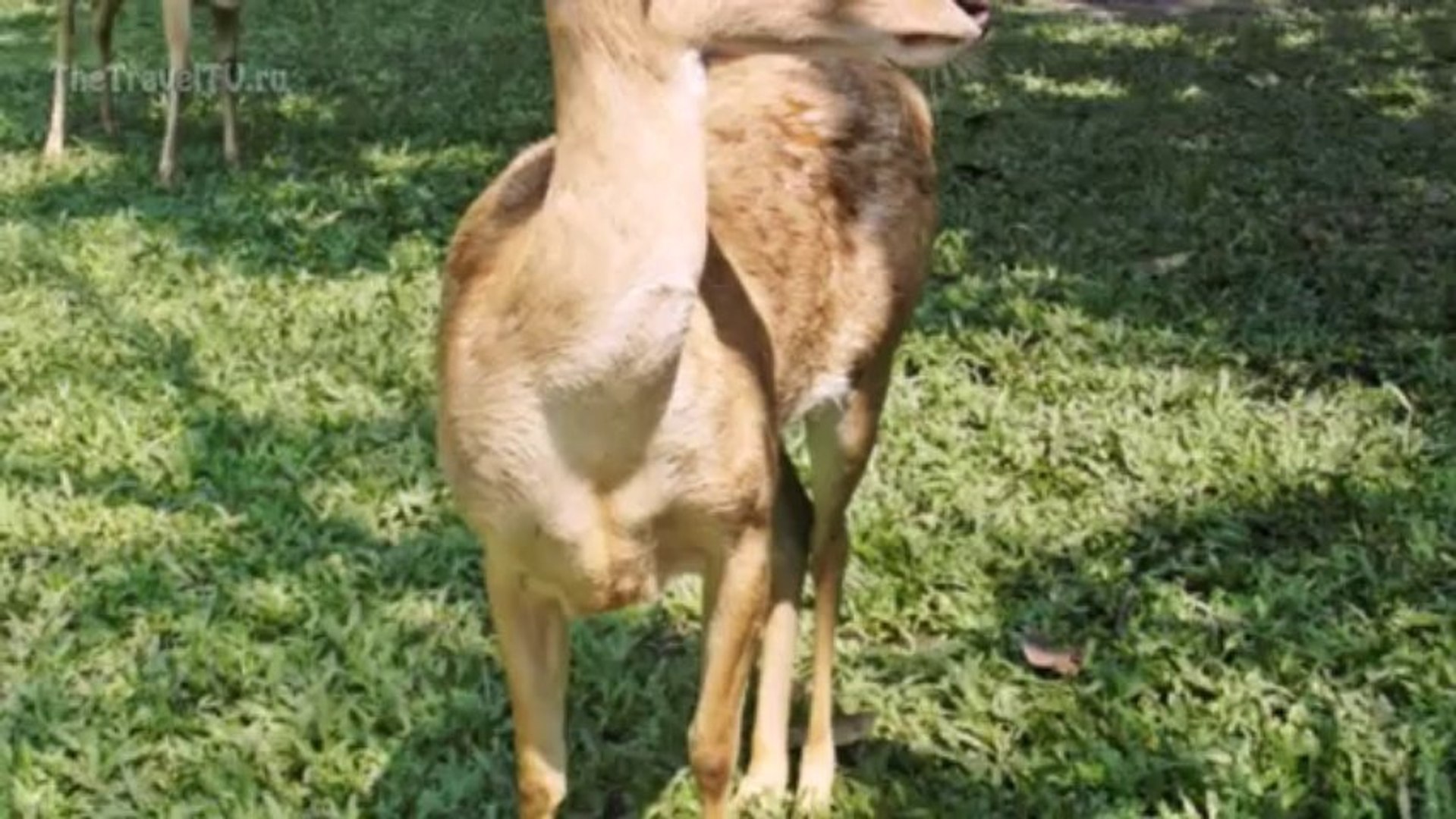 ⁣Животные в Тайланде. Thailand animal