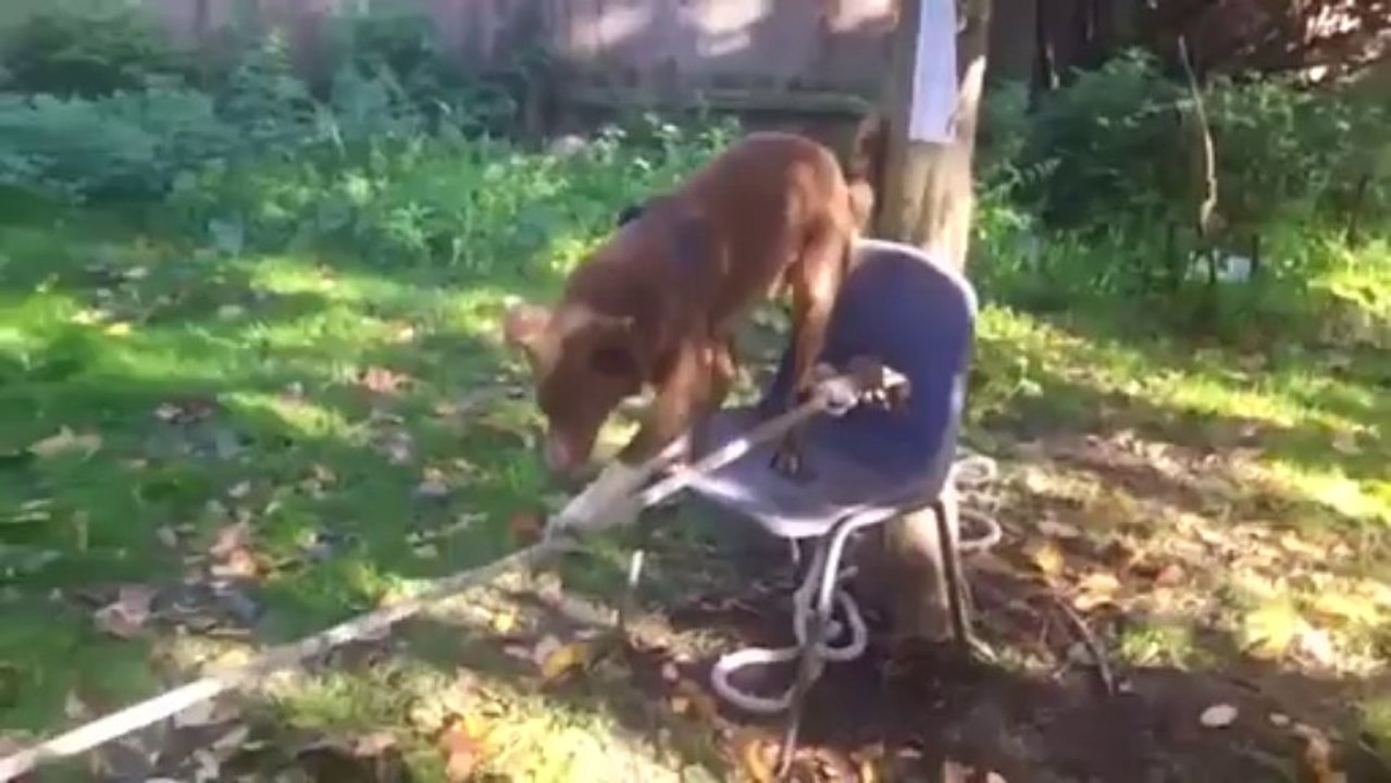 Conozca a Ozzy, el perro acrobata