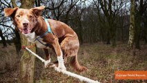 Skateboarding Goat, Tightrope Walking Dog Win Guinness World Records