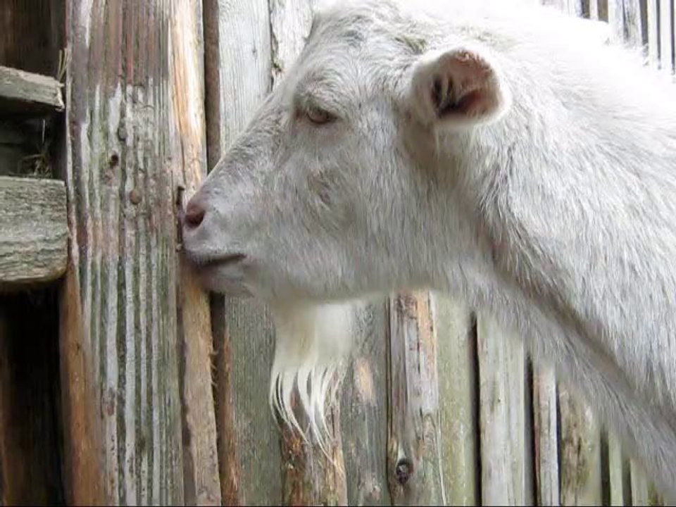Scotti hilft wo und wann immer er kann!