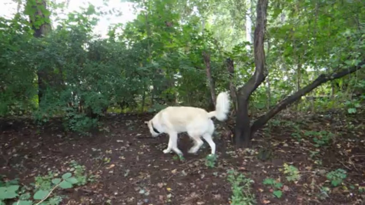 ein spaziergang mit Sammy