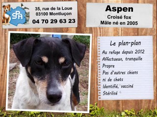 Aspen, croisé fox : adopté
