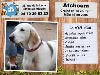 Atchoum, croisé chien courant : adopté