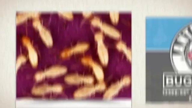 Pest Control Clearwater In Largo, FL 33771-4990 | Call Now -1.800.720.5455 | Anti Pesto Bug Killers