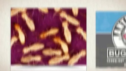 Pest Control Clearwater In Largo, FL 33771-4990 | Call Now -1.800.720.5455 | Anti Pesto Bug Killers