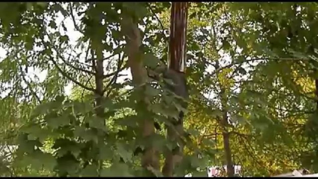 хулиганы еноты в московском зоопарке