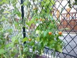 Haricots et tomates se marient dans mon jardin.