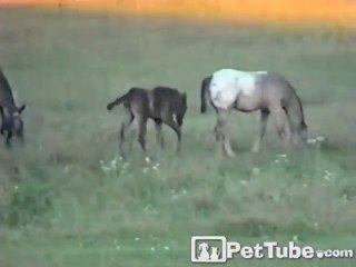 Horse Kicks Butt