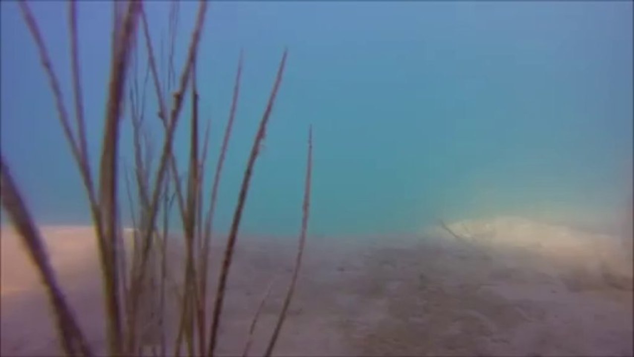 kurzel la flore