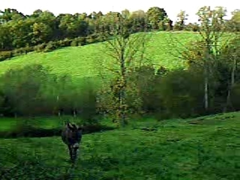 Petit âne dans le vallon