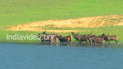 Wild dog hunting deer in Periyar National Park - Thekkady Kerala