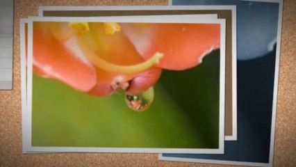 Acupuncture NYC, New York - Infertility and Pain Specialists