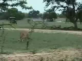 Aslan ve Çitanın Ölümüne Kapışması