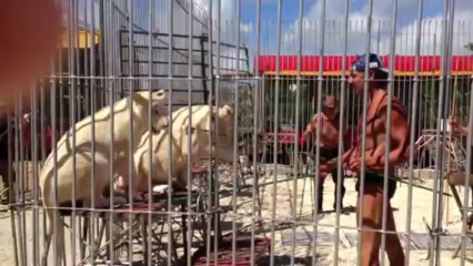 Cirque Pinder Dressage lion blanc juillet 2013