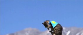 Cute super-heroes kittens flying in the sky!! Filmed in Slow Motion