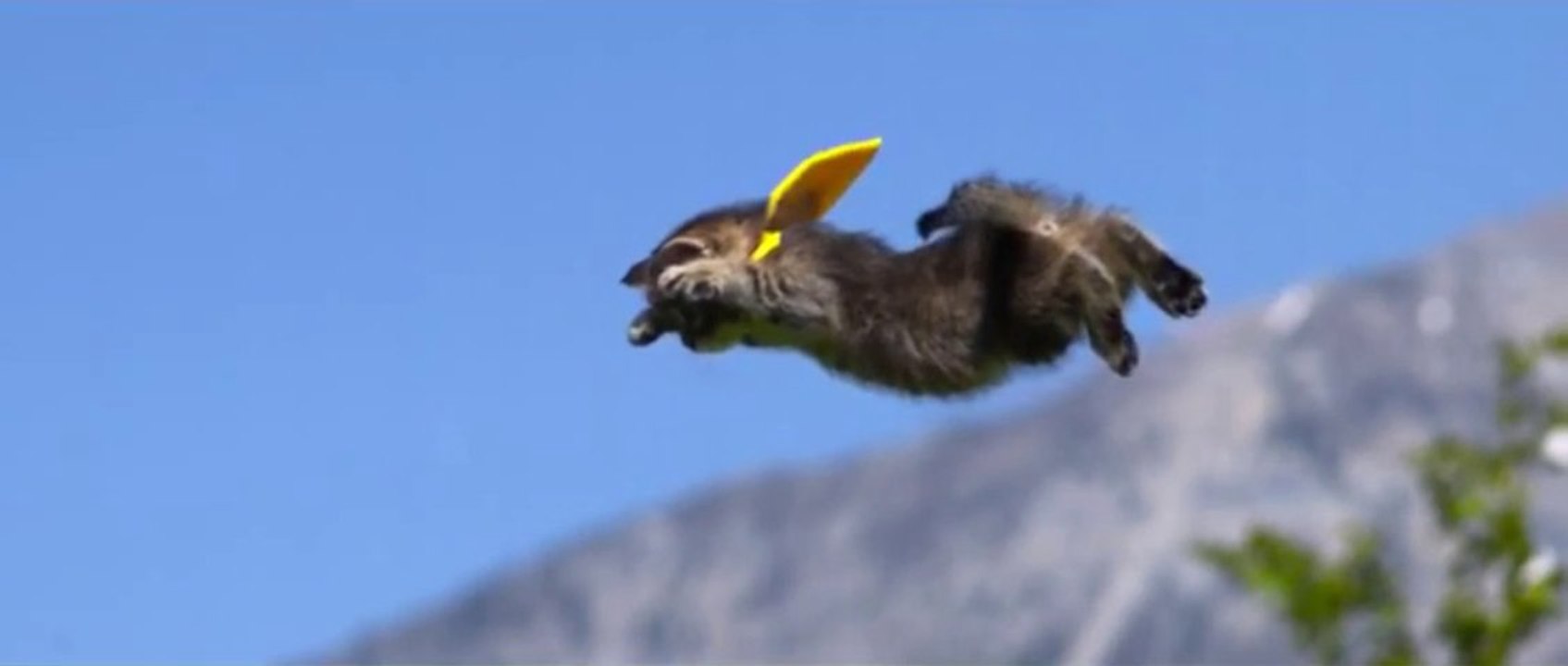 Des chatons qui volent dans les airs en mode su...
