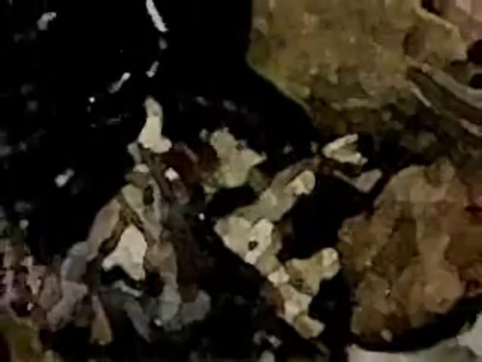 Triplexity...Afro Blue