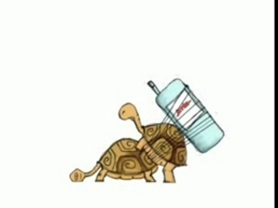 Tortue sexe