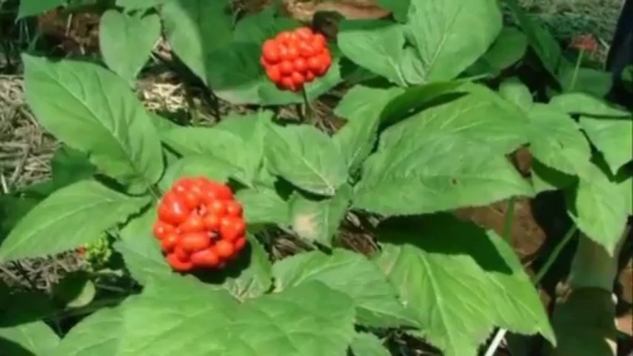 Top 10 Foods That Increase Your Sperm Count by Xtreme Testosterone