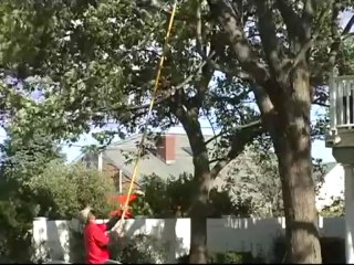 Tree Topping Prunning -AAA TREE SERVICES