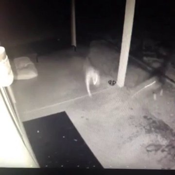 Huge dog fail in the night... He missed the door!!