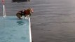 Funny dog diving on the 