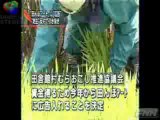 Rice field art - JapanRetailNews