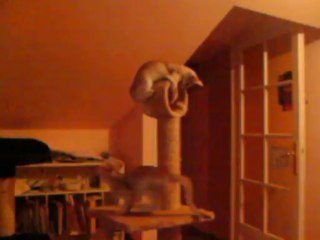 chatons abyssins en révolution du soir