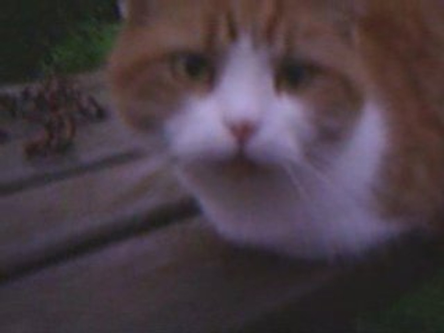 Un Chat Sans Pattes Video Dailymotion