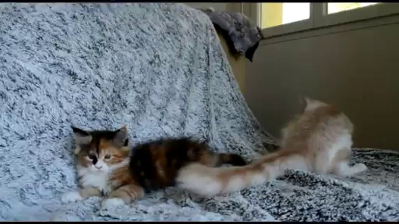 it's mine du doux chant felin