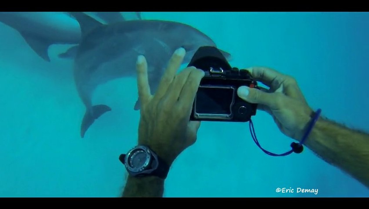 Nager avec les Dauphins en mer rouge