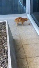 Bingöl Havalimanında Yılan ile Kedi kavgası