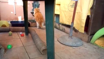 toutouille et la bande à fufus