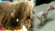 Hoarder's Poodle was So Tangled in Hair It Forgot How to Walk