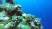 Plongée à la Marado (presqu'île de Tahiti) avec Tahiti Iti diving