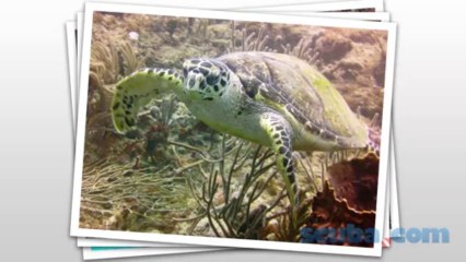 Sealife Mini 2 Camera Only $99
