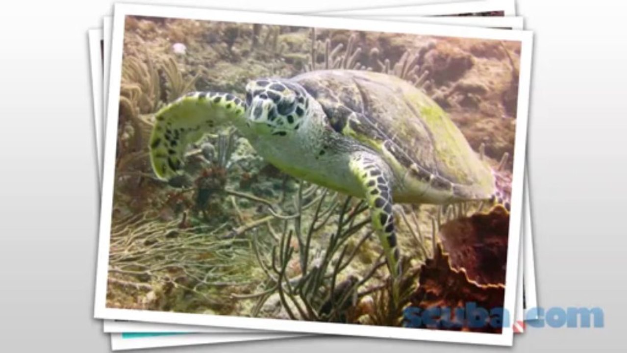 Sealife Mini 2 Camera Only $99