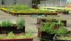 GM Develops Green Thumb in Urban Gardening