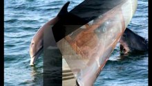 Dolphins Day 2013 - Mar del Plata - Argentina