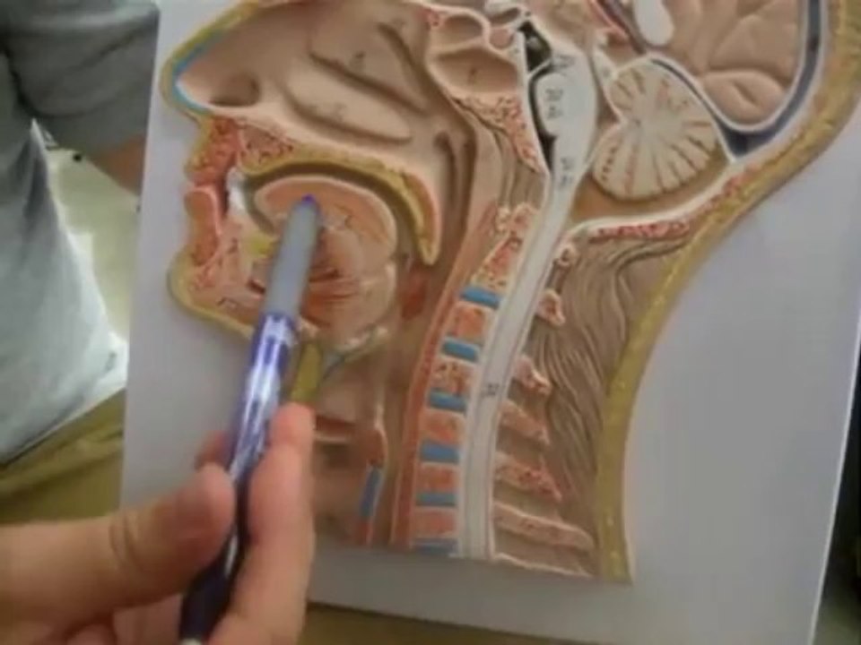Robert Tupac DDS Oral_Cavity