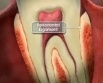 Robert Tupac DDS Tooth_Anatomy