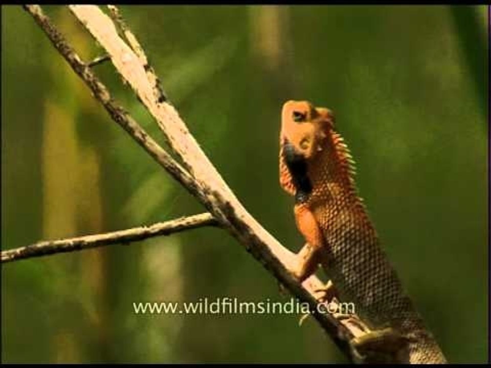 Calotes garden lizard in India
