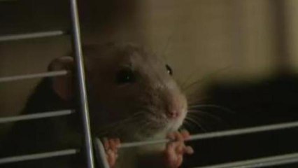 Dutch police train rodent detectives