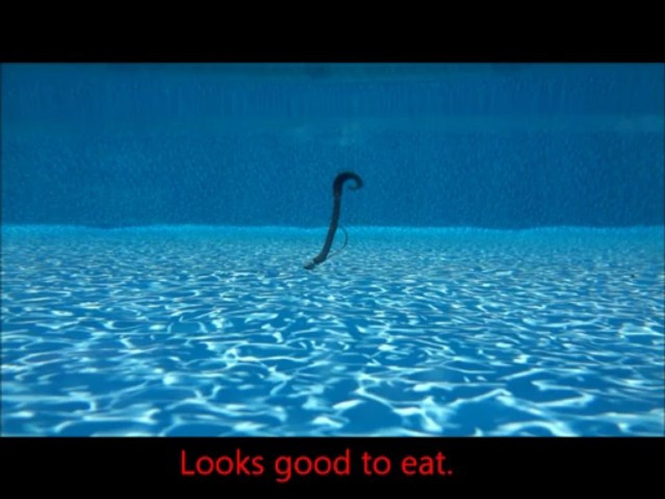 Fishing a soft plastic fishing worm