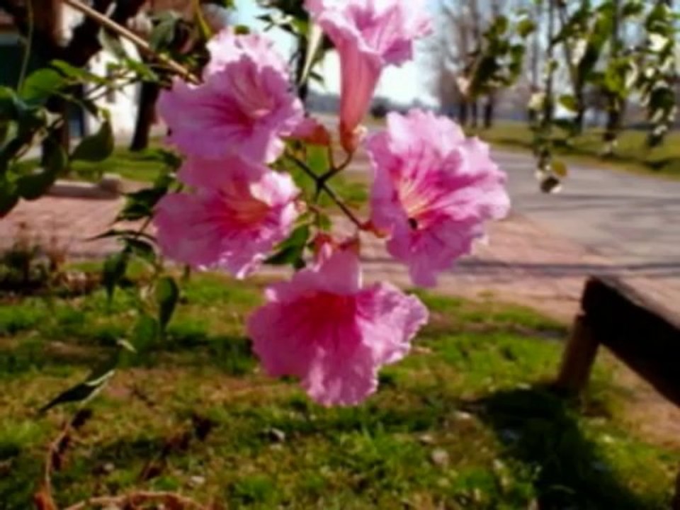 Tango - Caminito - RANKO FUJISAWA