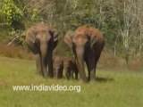Elephants at Chinnar forest Kerala
