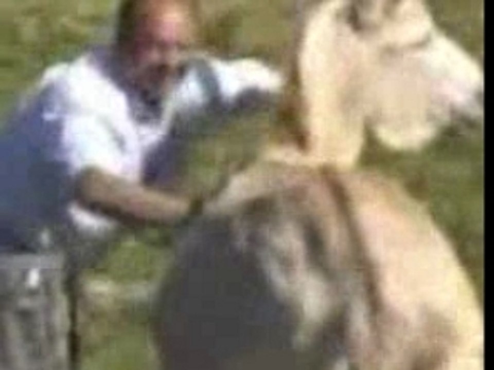 Horny_Donkey