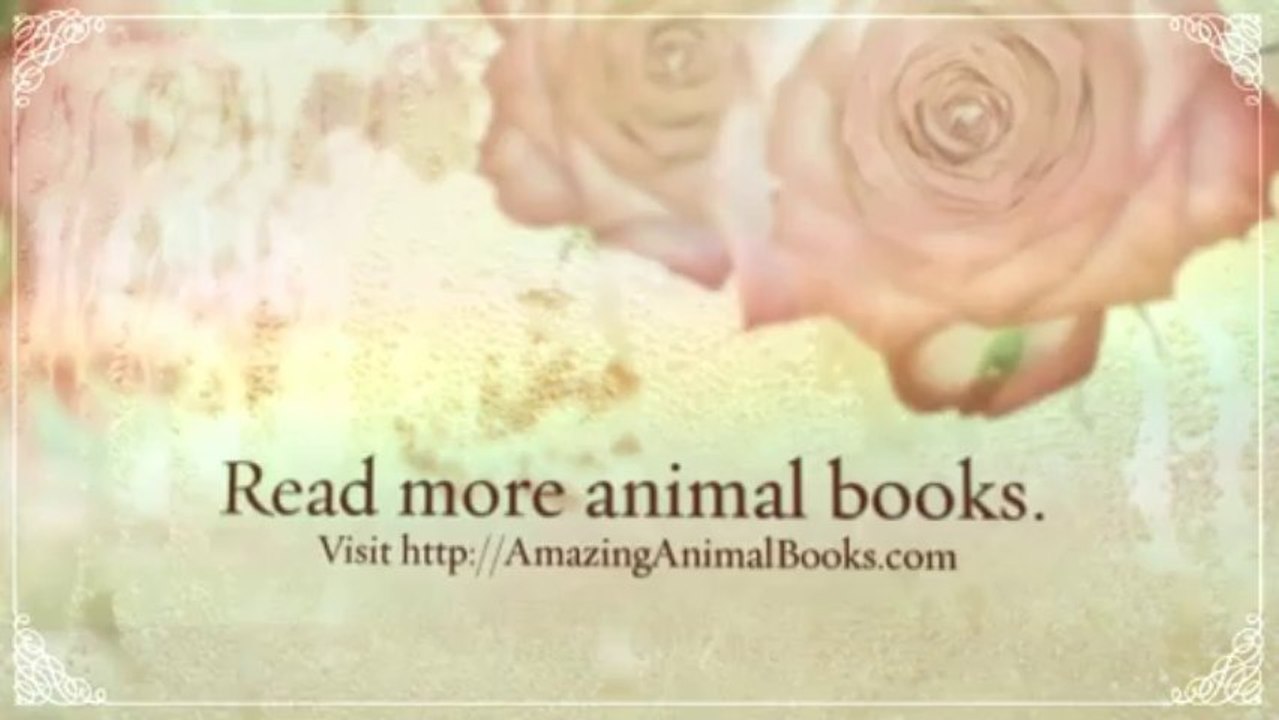 My First Book about Animals of Australia - Children's Picture Books