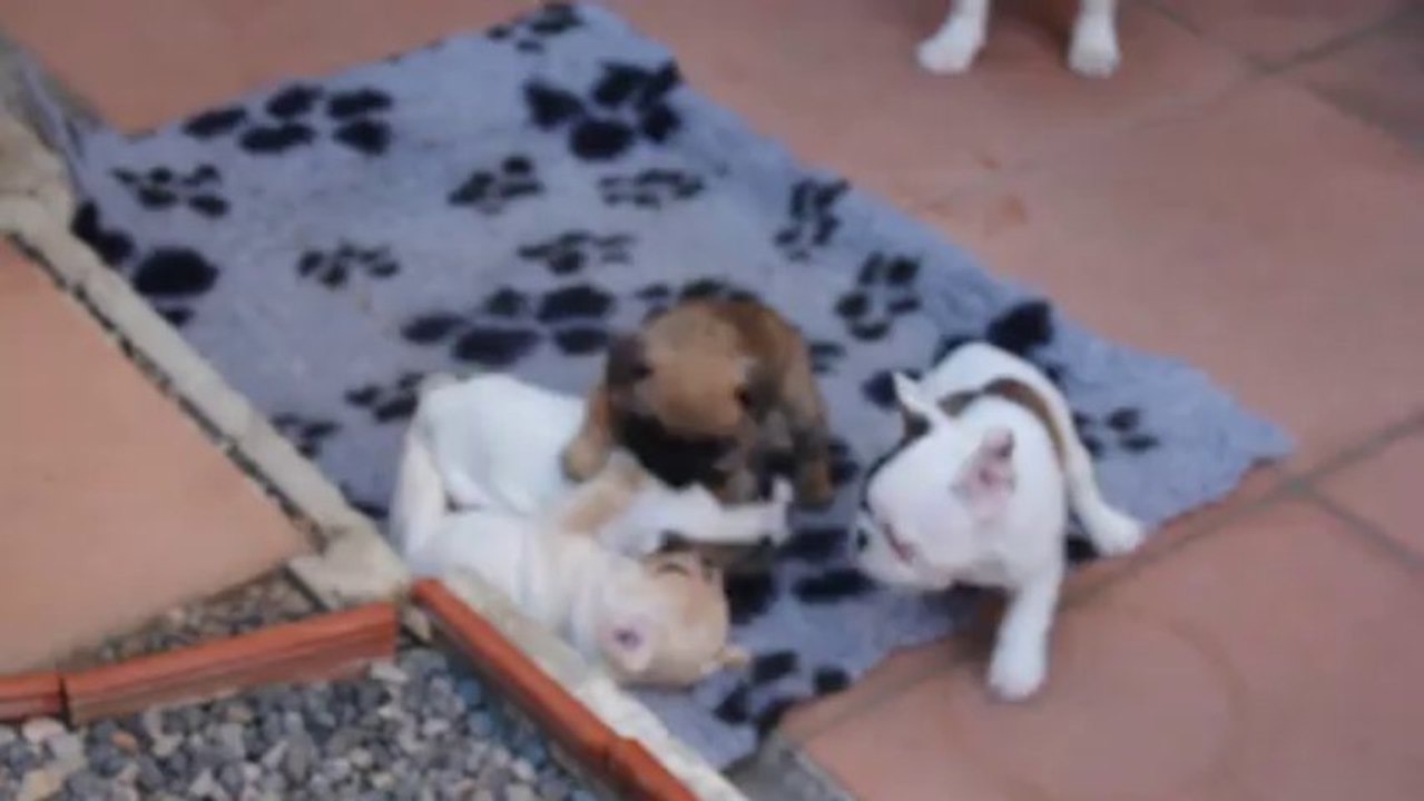 les bébés ont 7 semaines